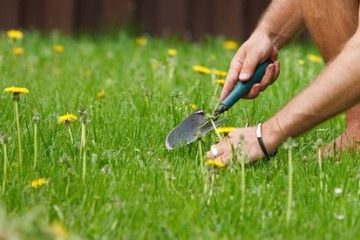 Lawn Weeds